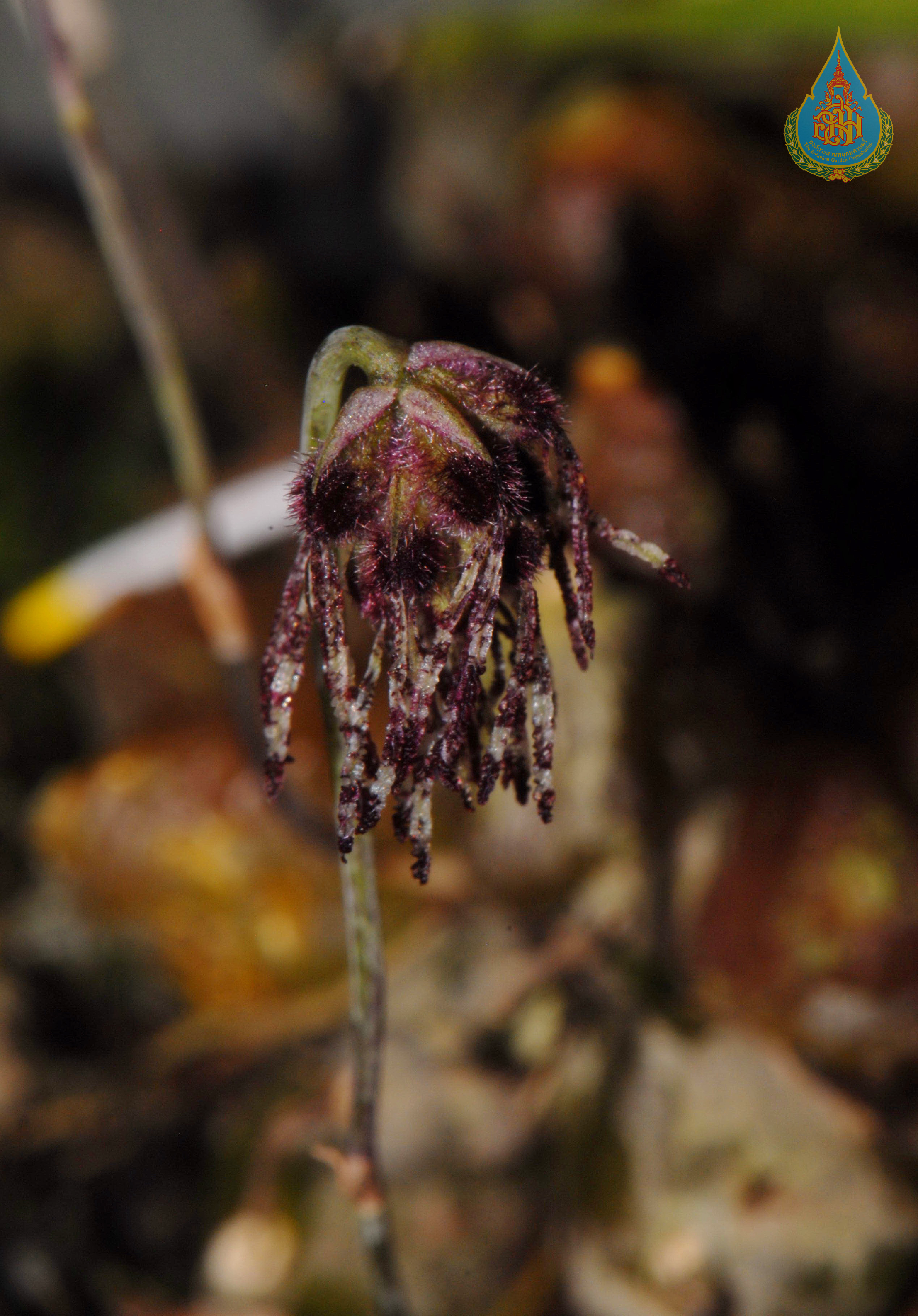 สิงโตพู่มูเซอ Bulbophyllum tripaleum Seidenf.<br/>ORCHIDACEAE